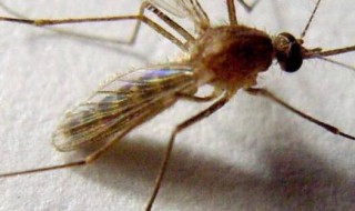 为什么26楼还有蚊子 26楼还有蚊子的原因