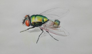 绿头苍蝇怎么来的 绿头苍蝇的来源