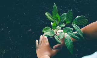 植物被冻死还可以救活吗 植物被冻死怎么救活