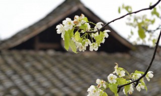 如何让孩子了解清明节 怎么让孩子了解清明节