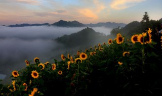 送男朋友什么花最好 可以送男朋友的花