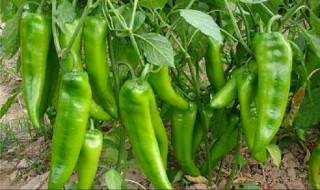 制作尖椒的妙招 怎样制作尖椒