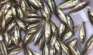 鲈鱼水花苗怎样养殖 鲈鱼水花苗如何养殖