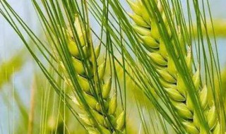 济麦22小麦品种简介 济麦22小麦品种介绍