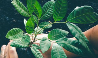 关于叶的手抄报内容 有关叶的手抄报内容