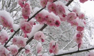 风梅原文翻译及赏析 风梅原文解释