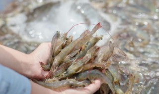 如何清洗小河虾 清洗小河虾的方法