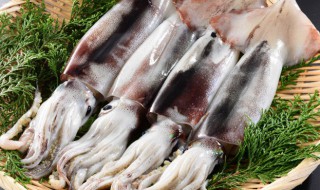 墨鱼制作方法 墨鱼制作方法是什么