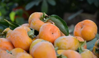 脆柿制作方法 脆柿做法