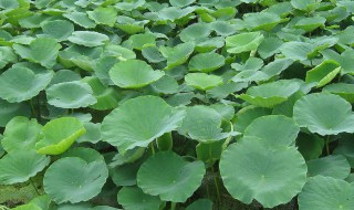 荷叶干的制作方法 怎么样做荷叶干