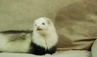 爱毛反裘的意思 爱毛反裘解释