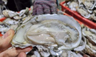 减肥一天吃多少生蚝合适 减肥一天吃多少生蚝比较好