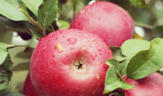 哪些食物吃了不容易胀气 吃了不容易胀气的食物推荐