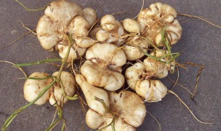 地瓜可不可以生吃 地瓜可以生吃吗