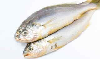 死鱼用什么方法保存 存放死鱼的方法介绍