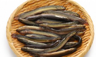 吃泥鳅的禁忌主要有哪些 吃泥鳅的禁忌