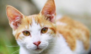 含有猫字的网名可爱 含有猫字的网名可爱有哪些