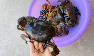 菜鲟相克的食物 菜鲟与什么食物相克