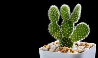 什么样植物摆放在窗台是风水禁忌 不能摆放在窗台的植物介绍