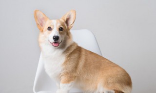 梦见狗主动亲近自己 梦见狗亲自己的寓意介绍