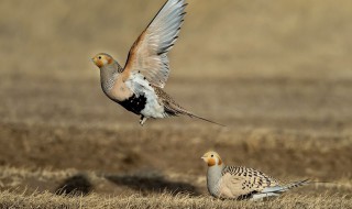 毛腿沙鸡的特点 毛腿沙鸡的特点有哪些