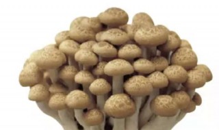 九道菇的做法大全 有关九道菇的做法大全