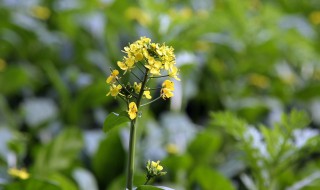 油菜花诗句 油菜花诗句精选
