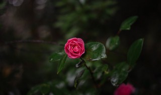 大自然的优美语句 大自然的优美语句精选