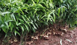 黄精种植前景怎么 黄精种植前景如何