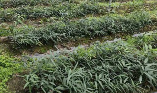 黄精种植技术大全 黄精种植要领技术