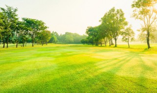 梦到树断了的意思 梦见树木断了有哪些意思