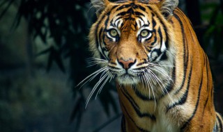 梦到天上有虎的意思 梦到天上有虎寓意有哪些