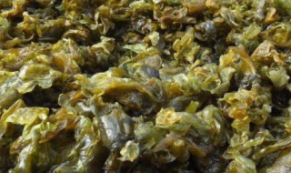 地皮菜能吃吗 地皮菜可以吃吗