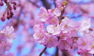 樱花果可以吃吗 樱花介绍