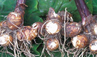 芋头茎和叶可以吃吗 芋头茎和叶到底能不能吃