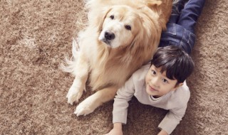 金毛怎么挑选 如何挑选金毛