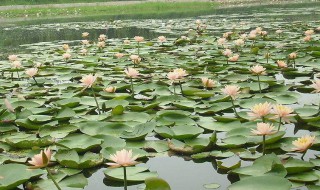 莲藕杆能吃吗 莲藕杆能不能吃