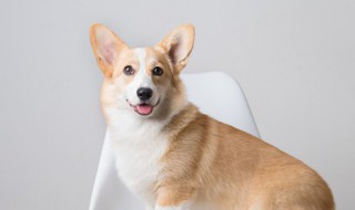 女人做梦梦到狗挡路的意思 女性梦见狗挡路的预示