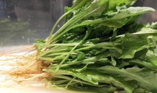 凉拌荠菜的做法 凉拌荠菜怎么做