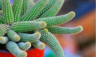 白檀仙人掌的养殖方法技巧 白檀仙人掌按如下方法养殖