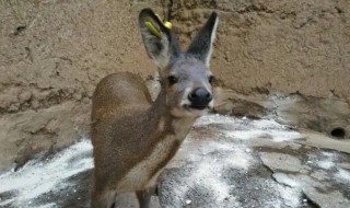 林麝的人工养殖方法 林麝按如下方法养殖