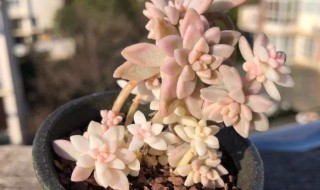 多肉植物雪兔怎么养 多肉植物雪兔养殖方法