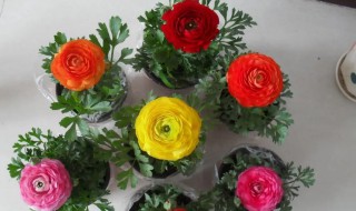 家庭洋牡丹盆栽怎么养 家庭洋牡丹盆栽养殖方法