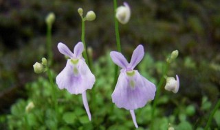 小白兔狸藻的养殖方法 小白兔狸藻按如下方法养殖