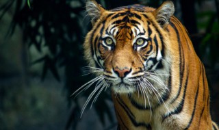 梦到小老虎 梦见小老虎的预示介绍