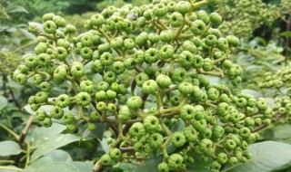 吴茱萸怎么读 吴茱萸的读音和解释