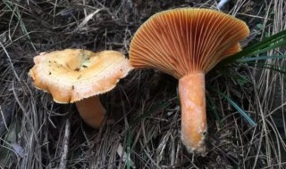 毒蘑菇有哪些 有如下毒蘑菇