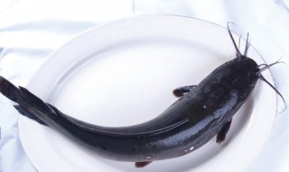 鱼加占读什么 鱼加占加一起念啥