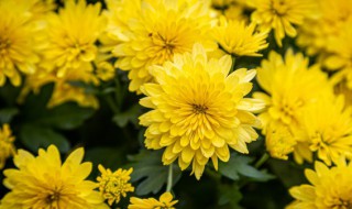 最贵的三种菊花 最贵的三种菊花是哪三个