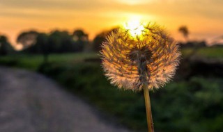 蒲公英的根有什么功效和作用 蒲公英的根功效和作用介绍